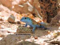 Image of <i>Aspidoscelis inornata</i>