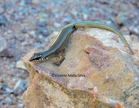 Image of Great Plains skink