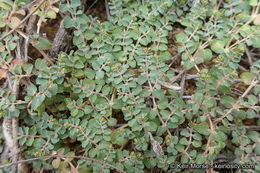 Plancia ëd Euphorbia serpens Kunth