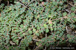 Plancia ëd Euphorbia serpens Kunth