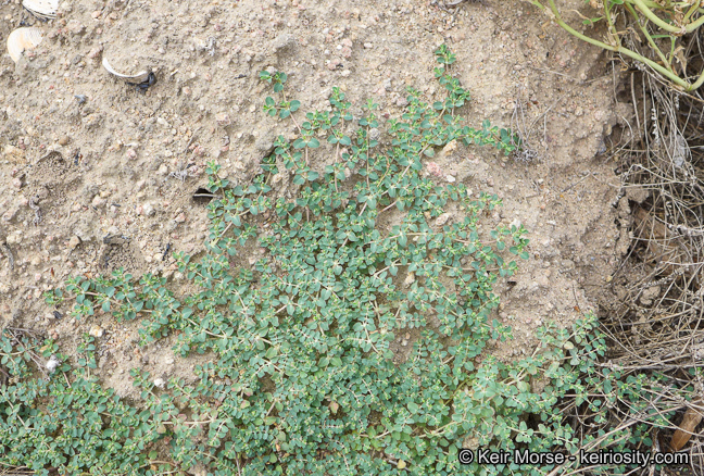 Plancia ëd Euphorbia serpens Kunth