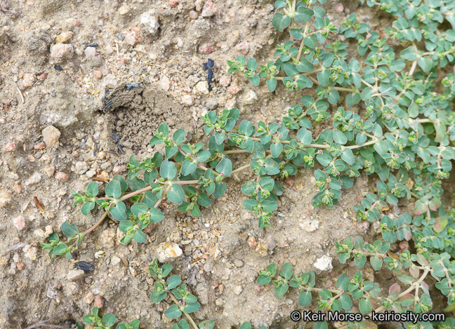 Plancia ëd Euphorbia serpens Kunth