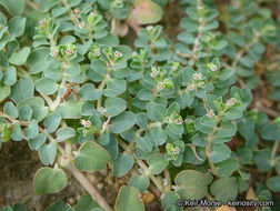 Plancia ëd Euphorbia serpens Kunth