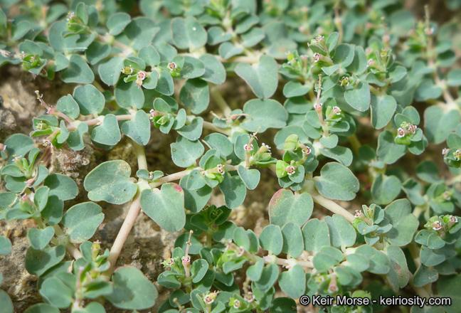 Plancia ëd Euphorbia serpens Kunth