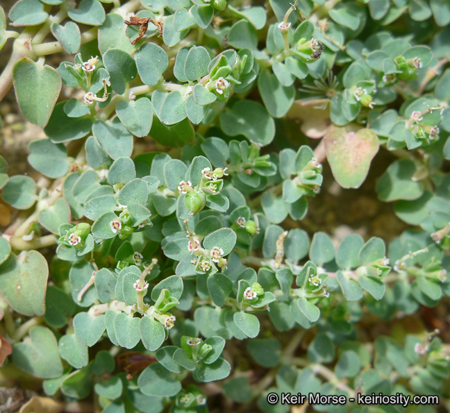 Plancia ëd Euphorbia serpens Kunth