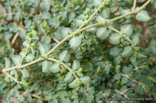 Plancia ëd Euphorbia serpens Kunth