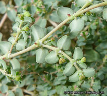 Plancia ëd Euphorbia serpens Kunth