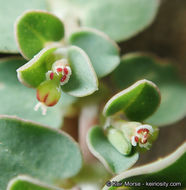 Plancia ëd Euphorbia serpens Kunth