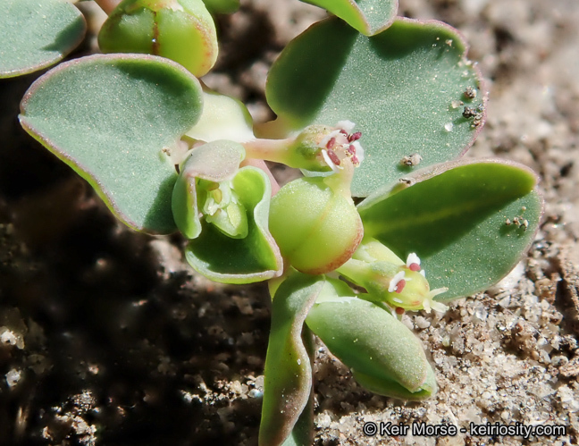 Plancia ëd Euphorbia serpens Kunth