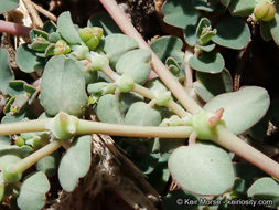 Plancia ëd Euphorbia serpens Kunth