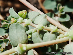 Plancia ëd Euphorbia serpens Kunth