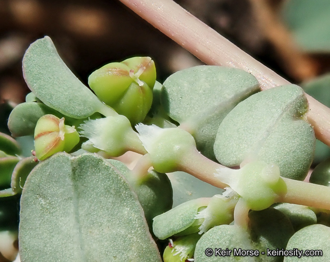 Plancia ëd Euphorbia serpens Kunth