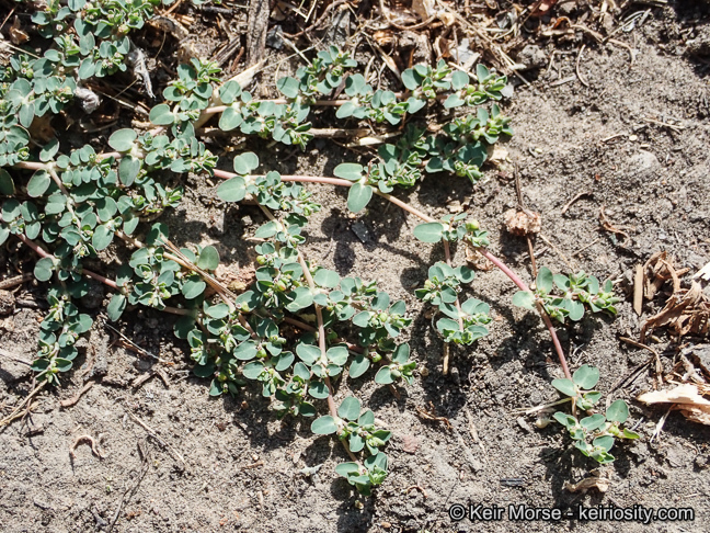 Plancia ëd Euphorbia serpens Kunth