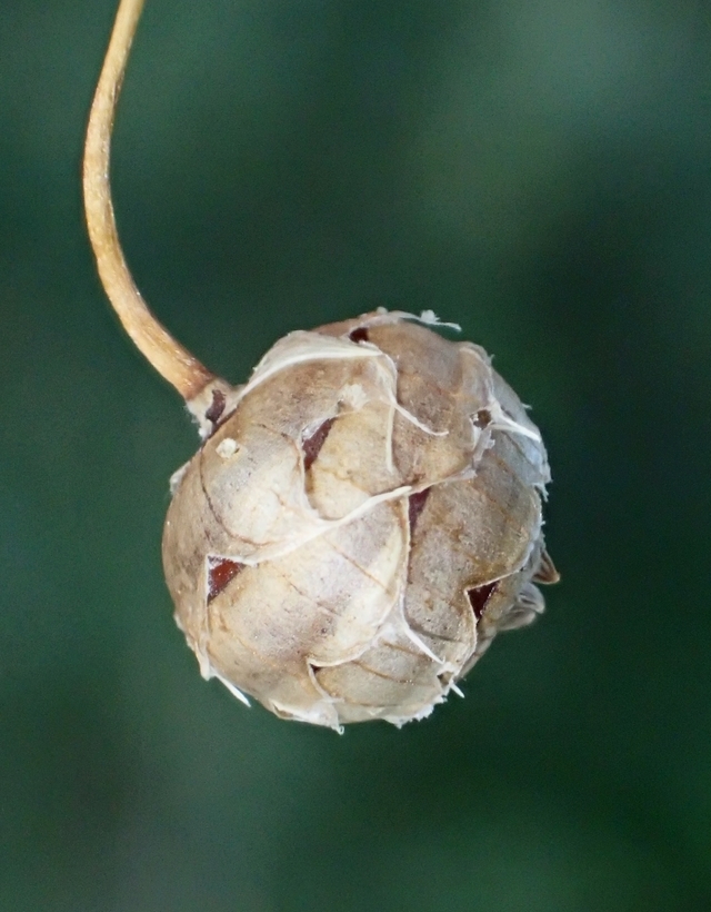 Image of Earth Almond