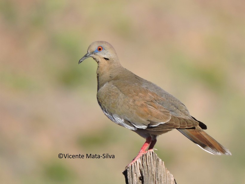 Image of White-winged Dove