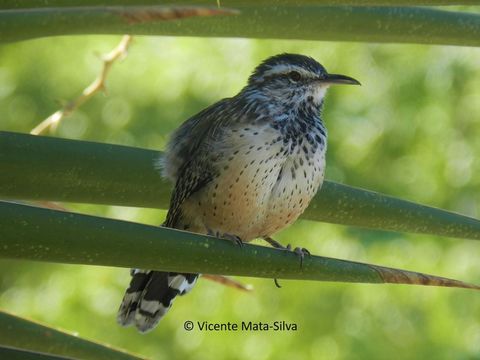 Image of Cactus Wren