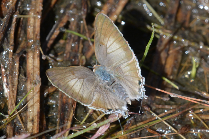 Image of Long-tailed Blue