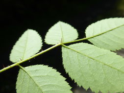 Слика од Rosa gymnocarpa Nutt. ex Torr. & Gray