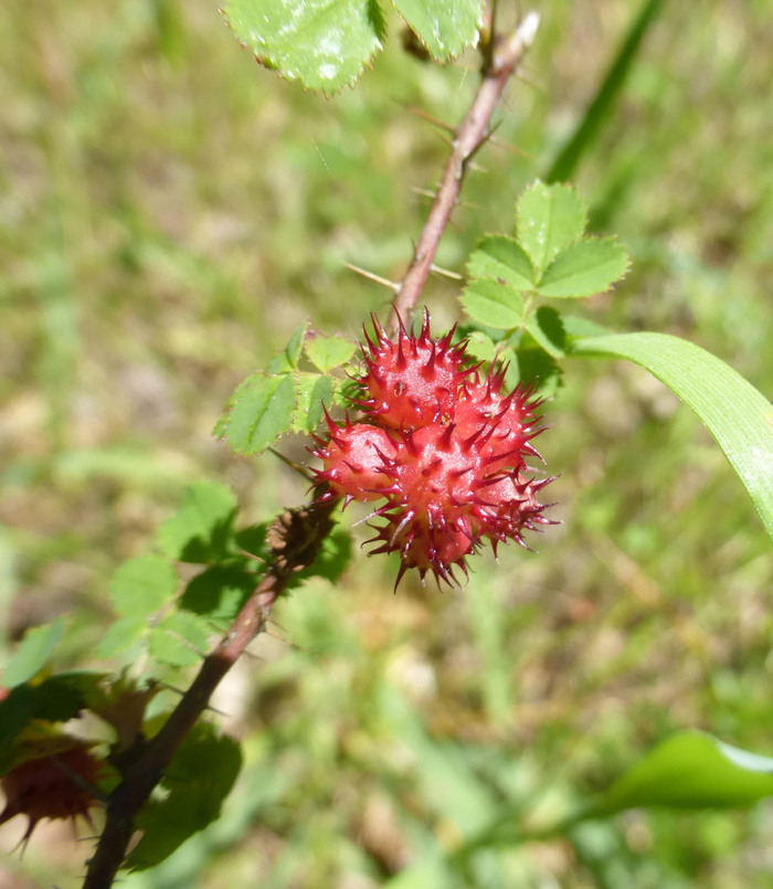 Слика од Rosa gymnocarpa Nutt. ex Torr. & Gray