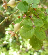 Слика од Rosa gymnocarpa Nutt. ex Torr. & Gray