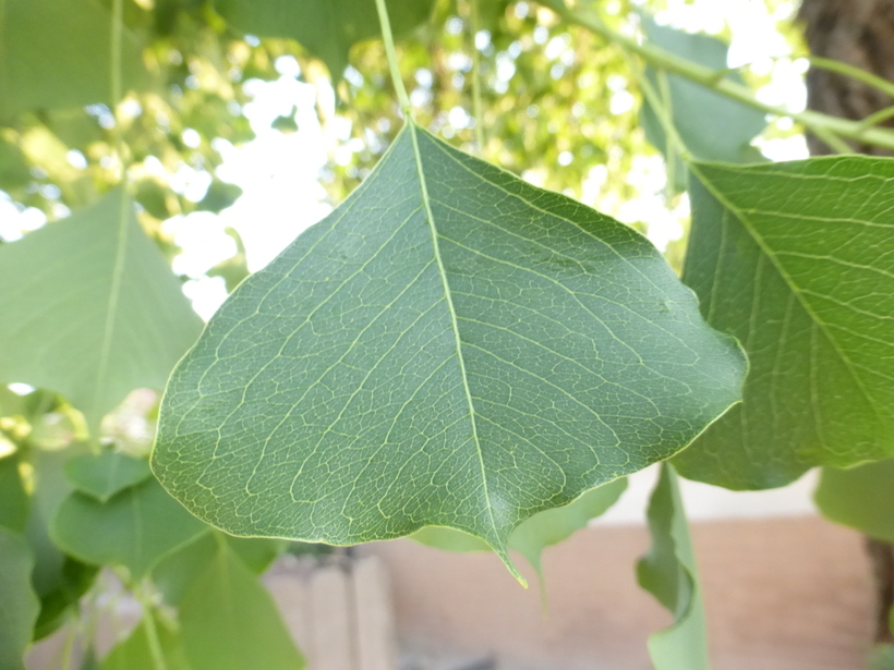 Image of Chinese tallow