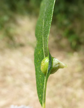 Salix lasiolepis Benth. resmi