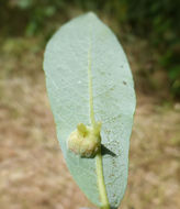 Salix lasiolepis Benth. resmi