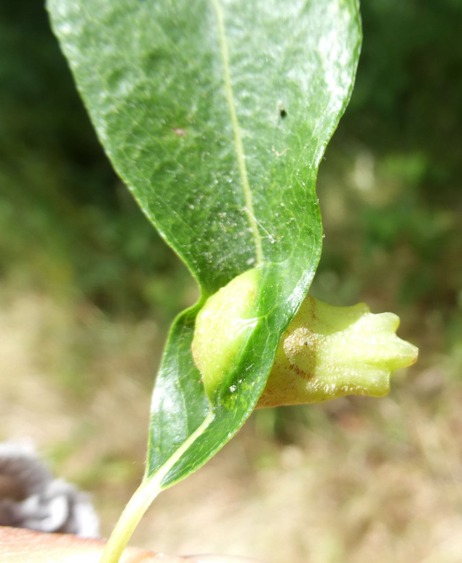 Image of arroyo willow