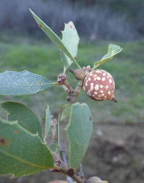 Слика од Quercus berberidifolia Liebm.