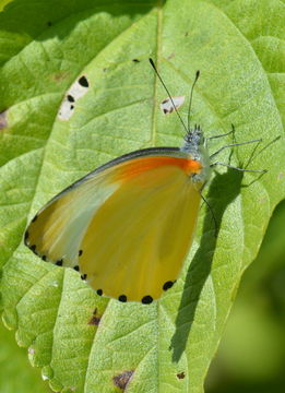 Image of Mylothris agathina (Cramer (1779))