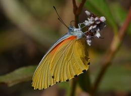 Image de Mylothris agathina (Cramer (1779))