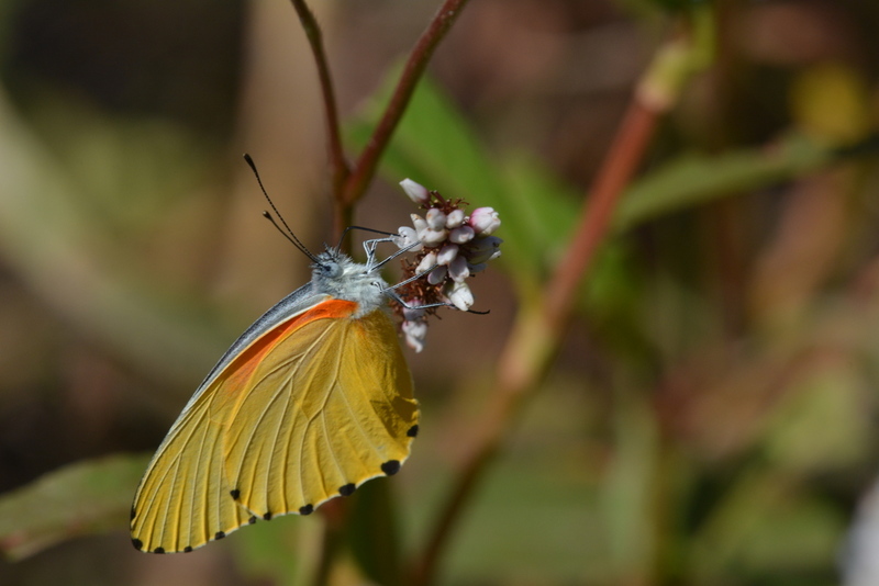 Image de Mylothris agathina (Cramer (1779))