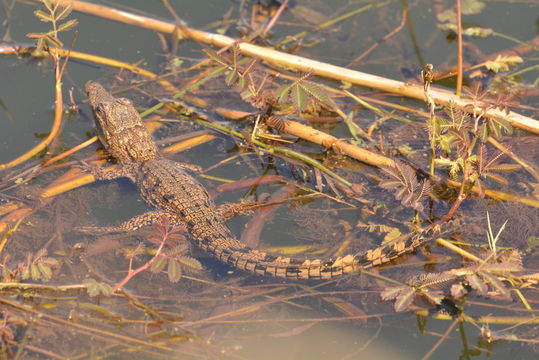 Imagem de Crocodylus niloticus Laurenti 1768