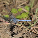 Image of Epaulet Skimmer