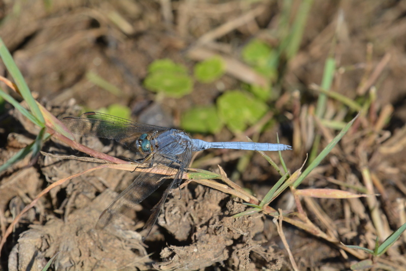 Imagem de Orthetrum chrysostigma (Burmeister 1839)