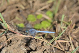 Image of Epaulet Skimmer