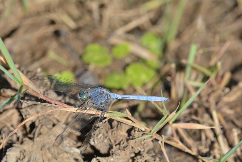 Imagem de Orthetrum chrysostigma (Burmeister 1839)