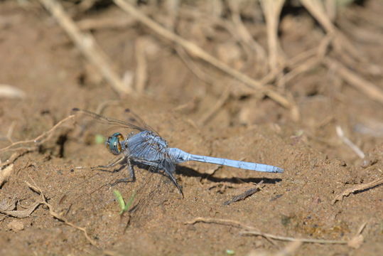 Image of Epaulet Skimmer