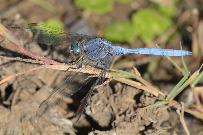 Imagem de Orthetrum chrysostigma (Burmeister 1839)