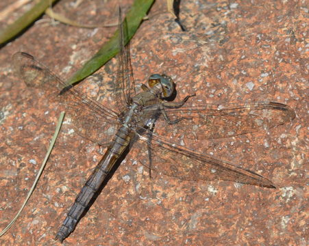 Image of Skimmers (Dragonflies)