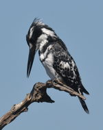 Image of Pied Kingfisher