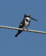 Image of Pied Kingfisher