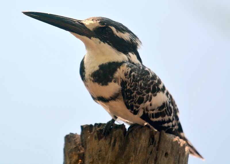 Image of Pied Kingfisher