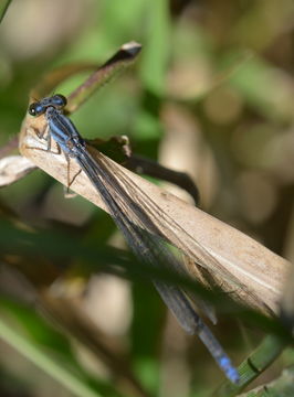 Pseudagrion salisburyense Ris 1921 resmi