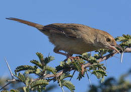 Cisticola chiniana (Smith & A 1843) resmi