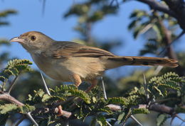 Image of Rattling Cisticola