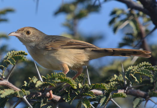 Cisticola chiniana (Smith & A 1843) resmi