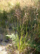 Image of Bolander's reedgrass