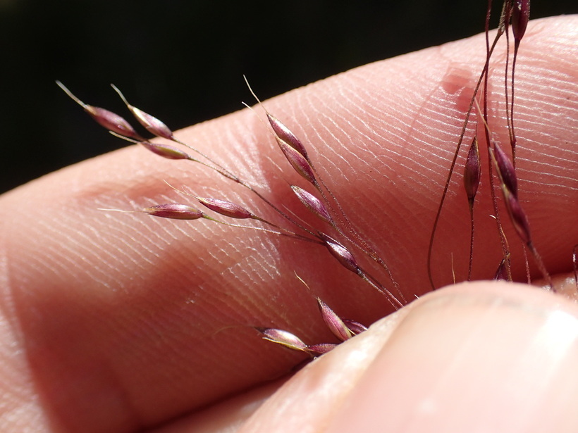 Image of Bolander's reedgrass