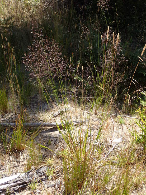 Image of Bolander's reedgrass